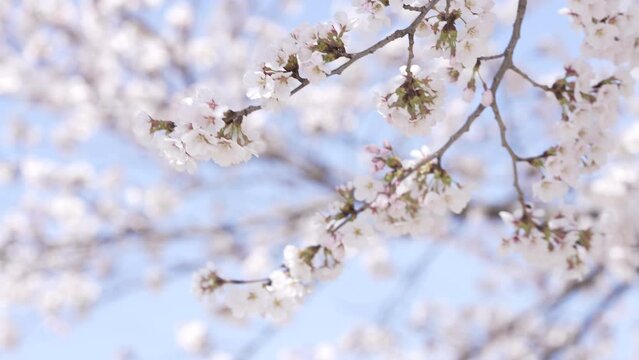 4k 벚꽃 나무 슬로우 모션 cherry blossom slow motion