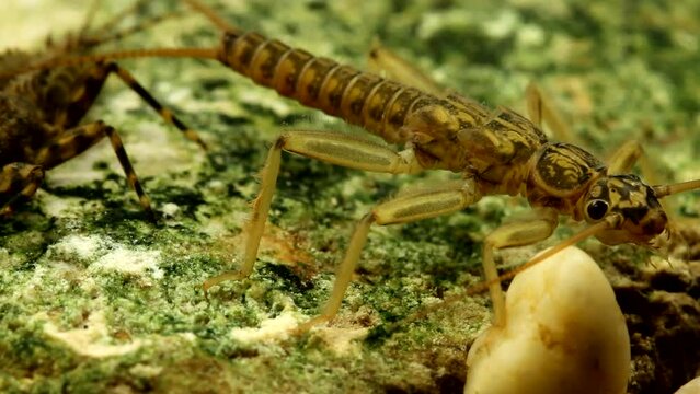 Stonefly nymph (Skwala sp.) clinging to a rock in a trout stream (Drunella grandis in the background)