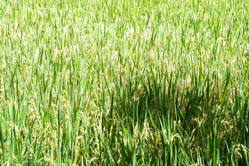 Bali,  Ubud, Gili Islands, Indonesia