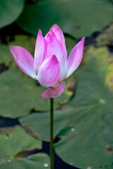 Obraz premium Bali, Ubud, Gili Islands, Indonesia