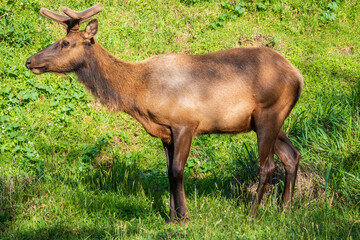 Naklejka na ściany i meble Elk at Redwood National Park