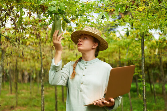 Female agronomist with laptop examines vegetable harvest on farm. Young woman farmer checking green bottle gouds enters the data into computer. Modern agribusiness concept. Harvest loss.