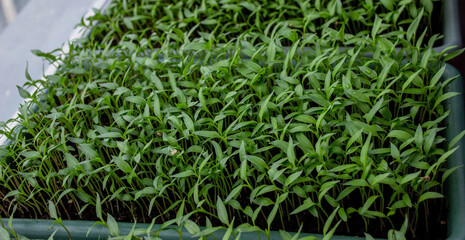 Pepper seedlings in a tray on the windowsill, growing seedlings, close-up.