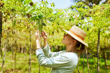 Female agronomist inspecting harvest on vegetable farm. Caucasian woman farmer holding bottle gourd close-up shot. Young farm worker collects ripe gourd vegetables. Farming and gardening concept