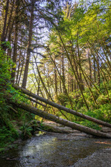 Fern Canyon at Redwood National Park