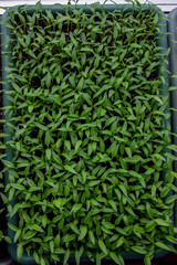 Pepper seedlings in a tray on the windowsill, growing seedlings, close-up.