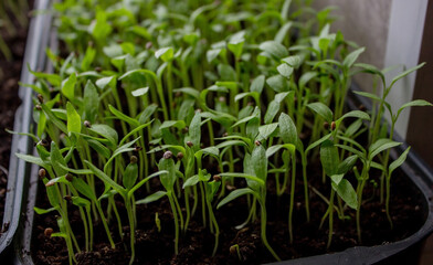 Pepper seedlings in a tray on the windowsill, growing seedlings, close-up.