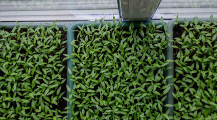 Pepper seedlings in a tray on the windowsill, growing seedlings, close-up.