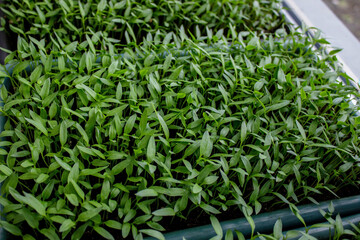 Pepper seedlings in a tray on the windowsill, growing seedlings, close-up.