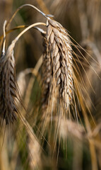 Grain ears just before harvest. Ripe rye in the field ready for the harvest.