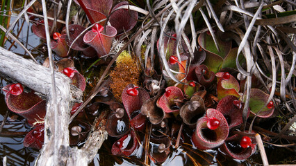 Carnivorous pitcher plant Heliamphora minor var. pilosa in natural habitat on Auyan Tepui, Venezuela, view from above