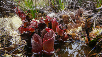 Red hairy pitchers of the carnivorous pitcher plant Heliamphora minor var. pilosa, in natural habitat on Auyan Tepui, Venezuela