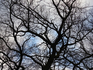 Ein noch unbelaubter Baum im Spätwinter