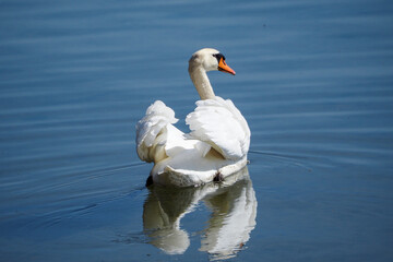 Obraz premium Schwan in See