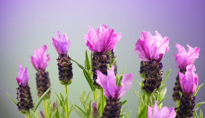 Lavender. Blooming Violet fragrant lavender flowers close up. Background of Growing Lavender, harvest. Garden, gardening. Watercolor design. Aromatic flowers 