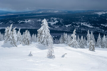 Obraz premium Snowy tree branches against the blue sky after a heavy snowfall in the Ural mountains