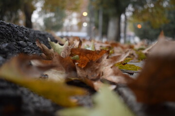 Autumn Season in Abbottabad, KPK, Pakistan.