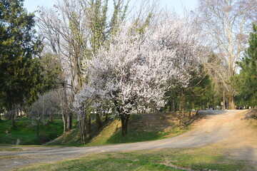 Spring Season in Abbottabad, KPK, Pakistan.