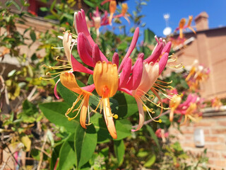 Twig lonicera etrusca (lonicera sempervirens) with yellow and red flowers against a blue sky.