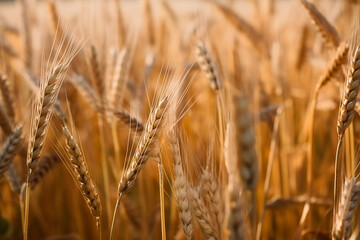 Fototapeta premium Wheat field. Ears of golden wheat close up. Beautiful Rural Scenery under Shining Sunlight and blue sky. Background of ripening ears of meadow wheat field. Generative AI.
