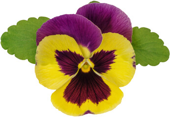 PNG Pansy flower head isolated on transparent background