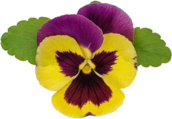 Foto auf Alu-Dibond PNG Pansy flower head isolated on transparent background © LiliGraphie