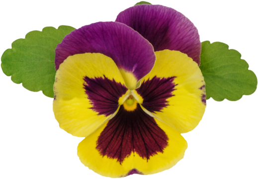 PNG Pansy flower head isolated on transparent background