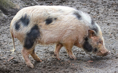 Dirty pig looking for food