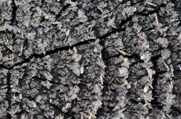 Cut log covered with frost. Tsutsujigahara. Akan Mashu National Park. Hokkaido. Japan.