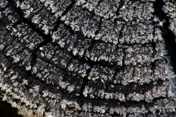 Cut log covered with frost. Tsutsujigahara. Akan Mashu National Park. Hokkaido. Japan.