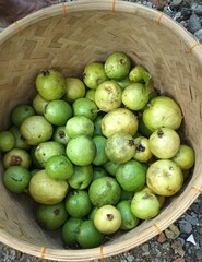 Green Guavas inside the basket after being harvested on March 7.