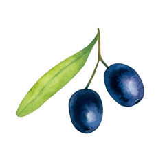 Watercolor floral illustration of black olives isolated on a white background.