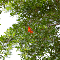 oiseau rouge , Foudi Rouge de l'île de la Réunion perché sur un arbre vert luxuriant entrain de chanter Foudia madagascariensis