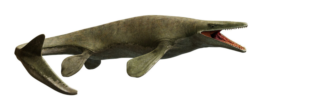 Mosasaurus, extinct marine reptile from the Late Cretaceous isolated on transparent background