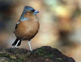 The common chaffinch or simply the chaffinch is a common and widespread small passerine bird in the finch family. The male is brightly coloured with a blue-grey cap and rust-red underparts.