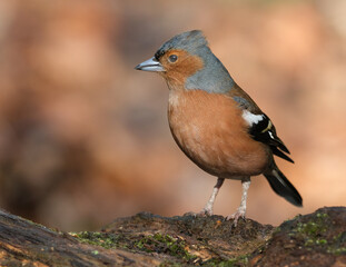 The common chaffinch or simply the chaffinch is a common and widespread small passerine bird in the finch family. The male is brightly coloured with a blue-grey cap and rust-red underparts.
