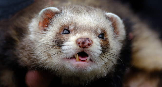 The ferret is a small, domesticated species belonging to the family Mustelidae. The ferret is most likely a domesticated form of the wild European polecat, evidenced by their interfertility. 