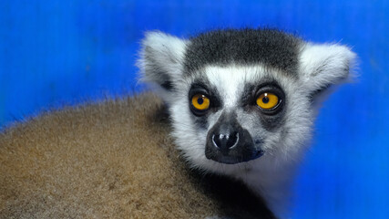 Obraz premium Lemurs are wet-nosed primates of the superfamily Lemuroidea, divided into 8 families and consisting of 15 genera and around 100 existing species