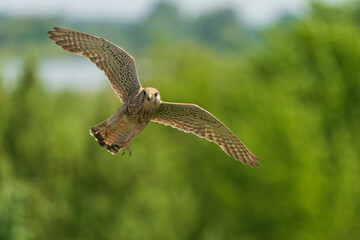 Common kestrel (Falco tinnunculus)