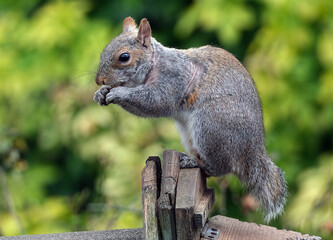 The eastern gray squirrel, also known, particularly outside of North America, as simply the grey...