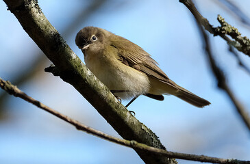 The common chiffchaff, or simply the chiffchaff, is a common and widespread leaf warbler which breeds in open woodlands throughout northern and temperate Europe and the Palearctic