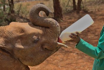 an adorable young orphaned elephant curls its trunk and eagerly drinks its milk bottle fed by the...