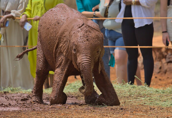 adorable baby orphaned african elephant covered in mud tries to stand up at the Sheldrick Wildlife...