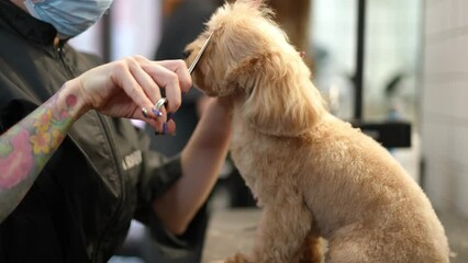 Side view small Bolognese dog in pet grooming salon with unrecognizable tattooed woman cutting fur on head with scissors. Professional female Caucasian groomer styling animal indoors