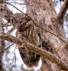 barred owl looking for food