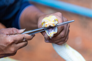 Man feeding a python with frozen mice