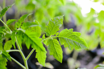 Green tomato leaves, growing in the pot .