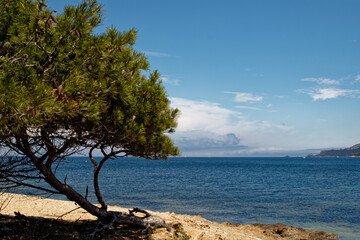 Fototapeta na wymiar pin parasol au bord de la mer méditerranée sur l'île de porquerolles 