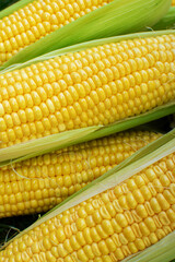 High angel  view of freshly harvested ears of corn