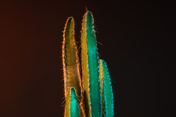 Cozy hobby growing house or indoor plants - cactus